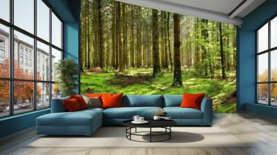 Panorama of a coniferous forest in the light of the morning sun Wall mural