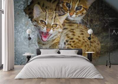 Bengal cat in cage, Wild and dangerous cat.  Wall mural