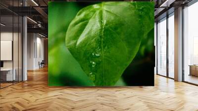 green leaf with water drops Wall mural