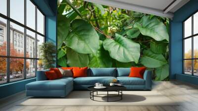 Binahong or piahong or Anredera cordifolia or piyahong or Heartleaf maderavine madevine is a medicinal plant that grows in the lowlands and highlands. Wall mural