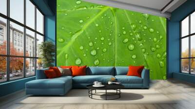 Dew drops on the surface of wide green taro leaves or Colocasia esculenta, top view Wall mural