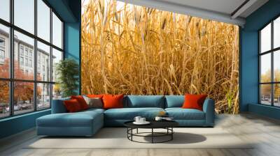 summer time agriculture of yellow spike Wall mural