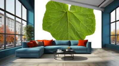 Green pumpkin leaf isolated on white with path Wall mural