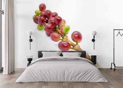 Coffee berries red and green on branch, White background. Wall mural