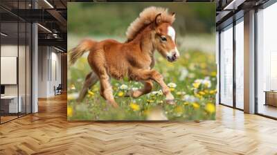 Little shetland pony foal running in the field with flowers Wall mural