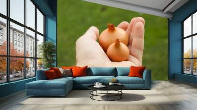 Person holding two organic onions in his hand. Golden onion green background Wall mural