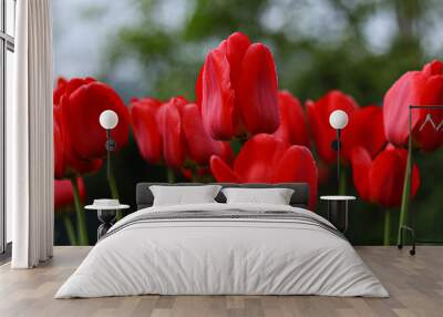 Red wet tulips flowers close up bokeh image Wall mural