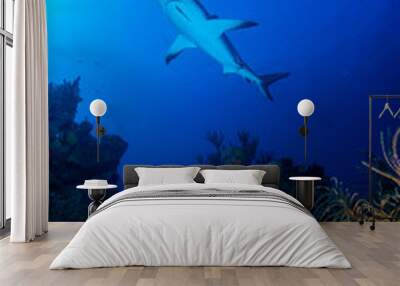 Caribbean reef shark over reef Wall mural