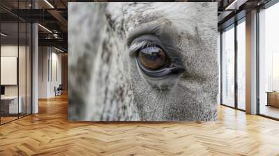 close up horse eye Wall mural