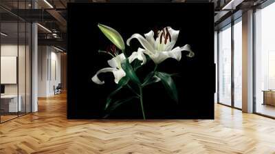 Beautiful white lily on black color background Wall mural