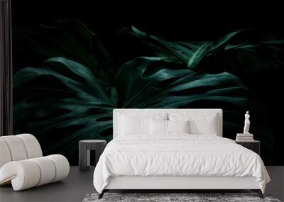 Selective focus of monstera leaves (leaf) on dark color for decorating composition design Wall mural