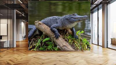 american alligator Wall mural