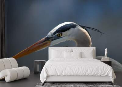 great blue heron portrait Wall mural