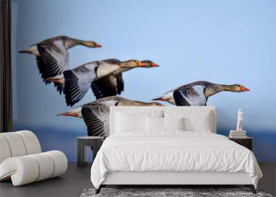 Greylag goose squadron Wall mural