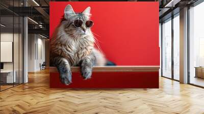 Domestic Longhair cat with sunglasses on a professional background Wall mural