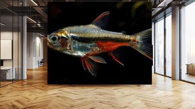 Harlequin Rasbora in the dark background Wall mural