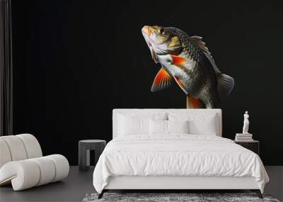 Perch in the solid black background Wall mural