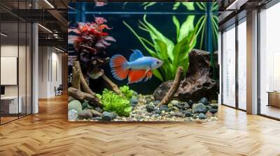  fish in a fish tank decorated with aquatic plants Wall mural