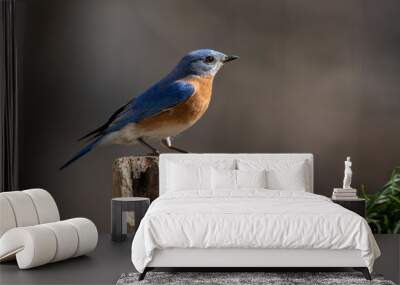 bluebird Wall mural