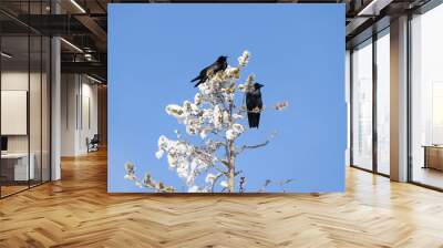 Two ravens in top of a snowy conifer tree with a blue sky background Wall mural