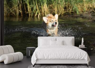 Cute pembroke welsh corgi having fun in the water on the beach  Wall mural