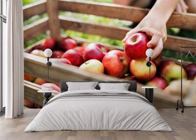 A child's hand putting an apple in a wooden box in orchard. Wall mural