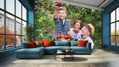 A senior couple with small grandson picking apples in orchard. Wall mural