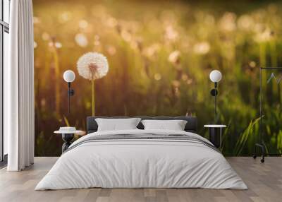 Green summer meadow with dandelions at sunset. Nature background Wall mural