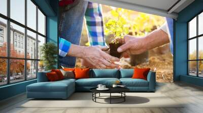 Senior couple planting seedlings in their garden Wall mural