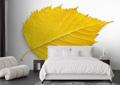 An autumn leaf isolated on white background. Yellow poplar or cottonwood tree leaf with texture. Wall mural