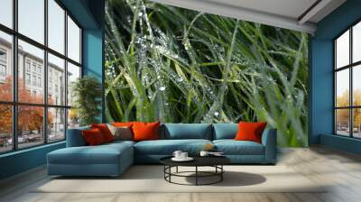 Green summeer grass with dew in detail Wall mural