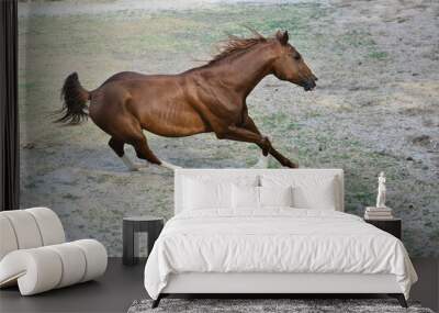 Arabian horse in Turkey.  Wall mural