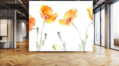 a hand painted water color image of beautiful california poppies on a white background Wall mural