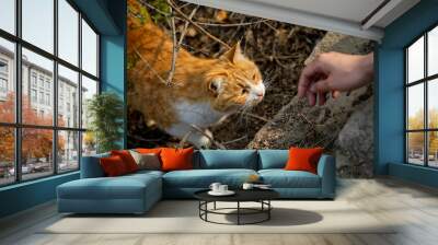 Closeup of a hand caressing a domestic ginger cat under tree branches Wall mural