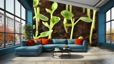 Growing seedlings Wall mural