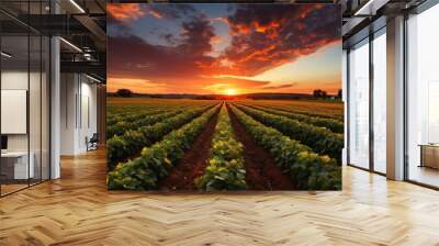 View of soybean farm in rural field at sunset Wall mural