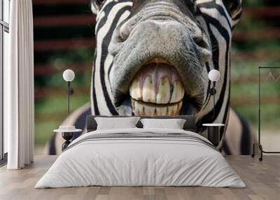 zebra smile and teeth Wall mural