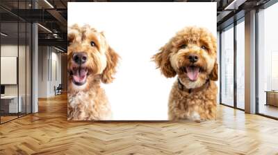 Set of Smiling labradoodle dog  isolated on transparent background Wall mural