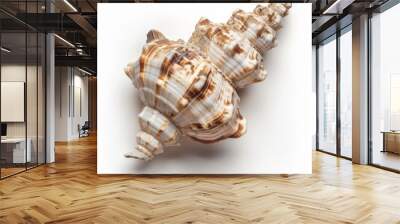 A large, white and brown seashell with a spiral shape, isolated on a white background. Wall mural