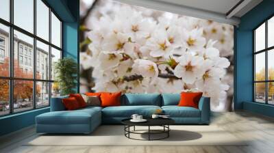 beautiful Cherry Blossom Wall mural