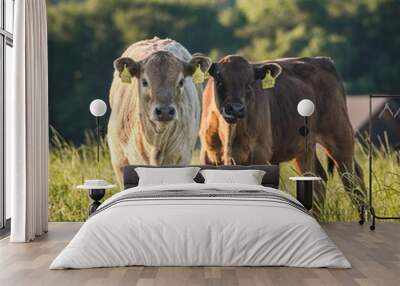 cows in the field, two cows, beautiful cows Wall mural