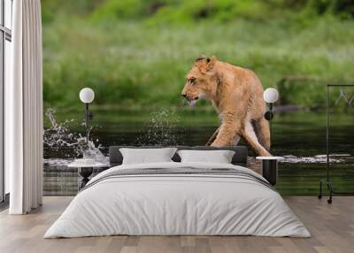 A detailed video of lioness wading across the lake. Top predator in a natural environment. Lion, Panthera leo. Wall mural