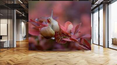 snail on a leaf Wall mural