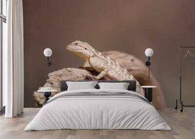 Steppe agama Wall mural