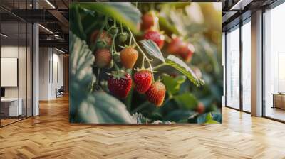 Close-up of Red Ripe Strawberries Growing on a Plant Wall mural