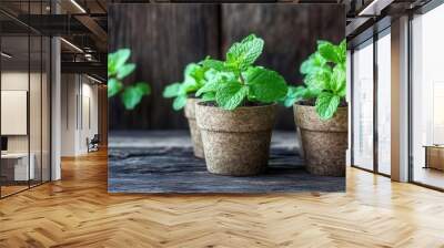 Fresh Mint Plants in Pots Wall mural