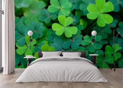 Clover Leaves for Green background with three-leaved shamrocks. st patrick's day background, holiday symbol, Earth Day Wall mural