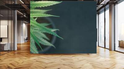 Marijuana leaves farm in Thailand, cannabis on a dark background, beautiful background, Close-up young hemp indoor cultivation, Herbal alternative medicine cannabidiol oil. Wall mural