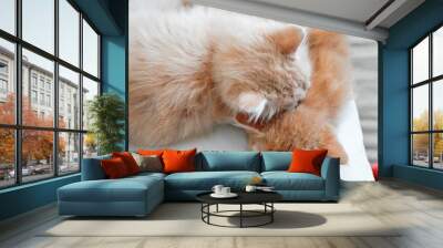 Top closeup of two ginger kittens lying on each other on the soft cushion and sleeping Wall mural