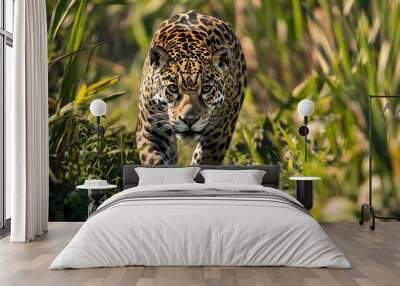 American jaguar on the hunt. Wild nature in the Pantanal  Wall mural